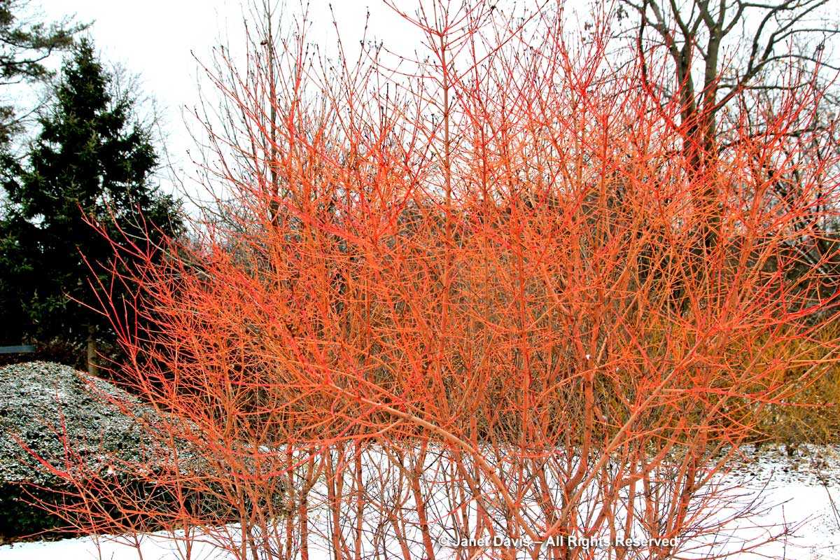 Cornus sanguinea 'Winter Beauty' - Narancssárga vesszejű som