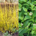 Cornus sericea 'Flaviramea' - Zöld levelű