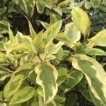 Cornus sericea 'Hedgerow's Gold' - Sárgatarka levelű