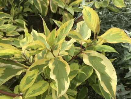 Cornus sericea 'Hedgerow's Gold' - Sárgatarka levelű