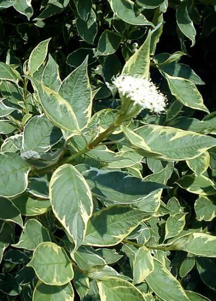 Cornus sericea 'White Gold' - Sárga vesszejű