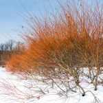Cornus sanguinea 'Annie's Winter Orange' - Zöld levelű