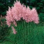 Cortaderia selloana Pink Feather