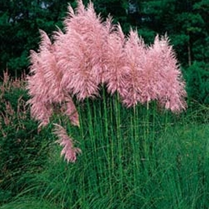 Cortaderia selloana Pink Feather