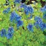 Corydalis elata (Keltike)