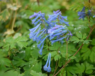 Corydalis flexuousa 'Blue Panda' (Égszínkék keltike)