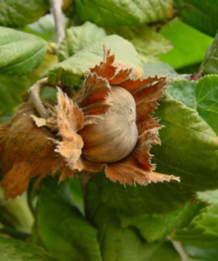 Corylus Tonda Roman