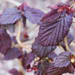 Corylus avellana 'Red Majestic'® - Csavartvesszejű vérmogyoró