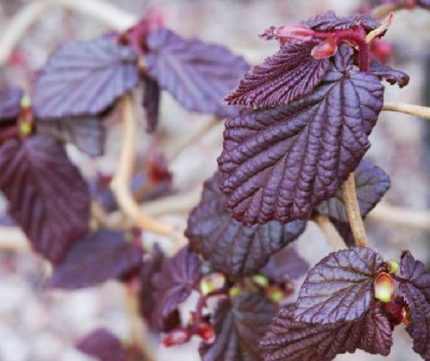 Corylus avellana 'Red Majestic'® - Csavartvesszejű vérmogyoró