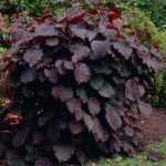 Corylus maxima 'Purpurea' - Vérmogyoró