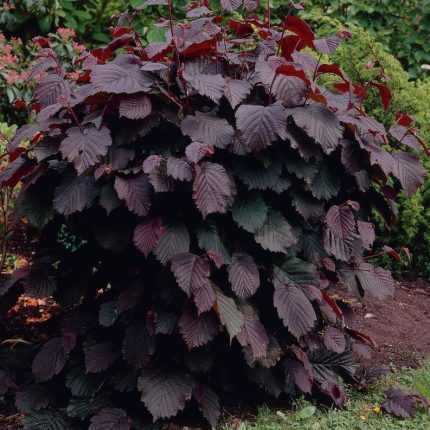 Corylus maxima 'Purpurea' - Vérmogyoró