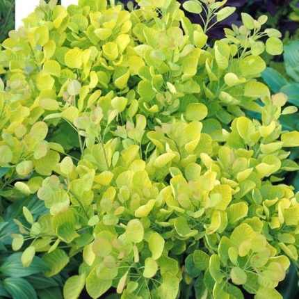 Cotinus coggygria 'Golden Spirit'® -