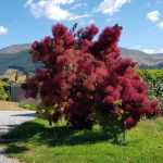 Cotinus coggygria 'Grace' -