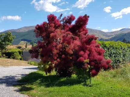 Cotinus coggygria 'Grace' -