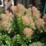 Cotinus coggygria 'Young Lady'® - Korai virágzású cserszömörce