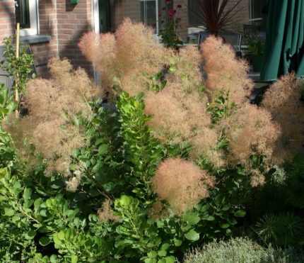 Cotinus coggygria 'Young Lady'® - Korai virágzású cserszömörce