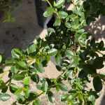 Cotoneaster dammeri - Madárbirs