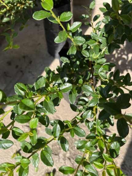 Cotoneaster dammeri - Madárbirs