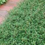 Cotoneaster dammeri 'Eichholz' - Madárbirs