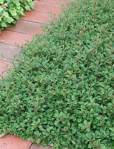 Cotoneaster dammeri 'Eichholz' - Madárbirs