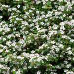 Cotoneaster dammeri 'Green Carpet' -