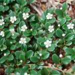 Cotoneaster dammeri 'Mooncreeper' -