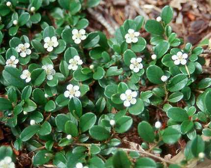 Cotoneaster dammeri 'Mooncreeper' -