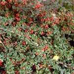 Cotoneaster dammeri 'Royal Carpet' - Terülő madárbirs