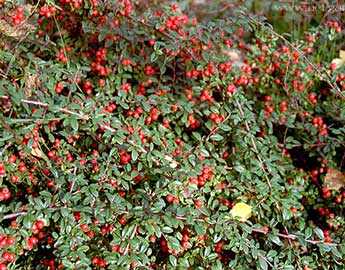 Cotoneaster dammeri 'Royal Carpet' - Terülő madárbirs