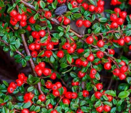 Cotoneaster dammeri 'Schoon' - Talajtakaró madárbirs