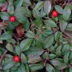 Cotoneaster dammeri ' Major' - Nagy levelű madárbirs