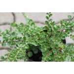 Cotoneaster dammeri var. Radicans (Szőnyeg madárbirs)