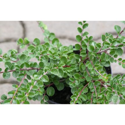 Cotoneaster dammeri var. Radicans (Szőnyeg madárbirs)