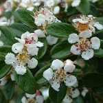 Cotoneaster dammerii 'Miranda' - Kúszó madárbirs