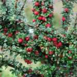 Cotoneaster microphyllus - Aprólevelű madárbirs