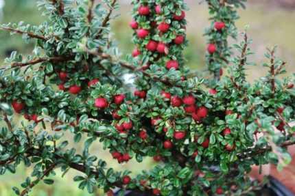 Cotoneaster microphyllus - Aprólevelű madárbirs