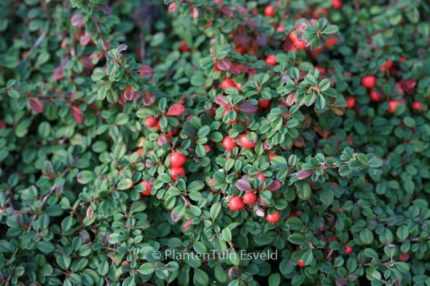 Cotoneaster procumbens 'Streib's Findling' - Kúszó madárbirs