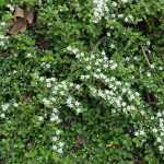 Cotoneaster radicans 'Rami' - Kúszó madárbirs