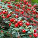 Cotoneaster x suecicus 'Coral Beauty' - Madárbirs