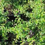 Cotoneaster x suecicus 'Skogholm' - Henye madárbirs