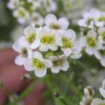 Crambe cordifolia (Szívlevelű tátorján)
