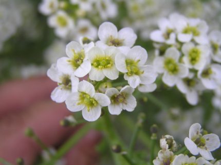 Crambe cordifolia (Szívlevelű tátorján)