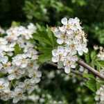 Crataegus oxyacantha -