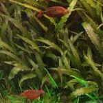 Cryptocoryne indonesii akváriumi növény