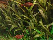 Cryptocoryne indonesii akváriumi növény