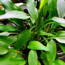Cryptocoryne nevelli akváriumi növény