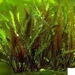 Cryptocoryne undulata akváriumi növény