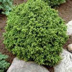 Cryptomeria japonica 'Vilmoriana' -