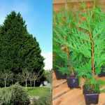 Cupressocyparis leylandii - Leyland ciprus