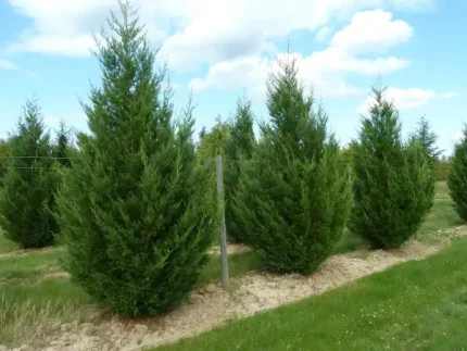 Cupressocyparis leylandii '2001' - Oszlopos leyland ciprus